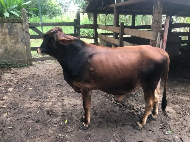 bois bezerro vacas e cavalo