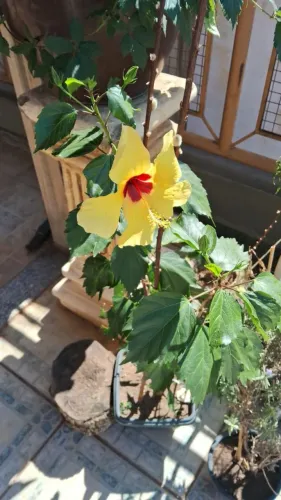 Muda de ibisco amarelo 
