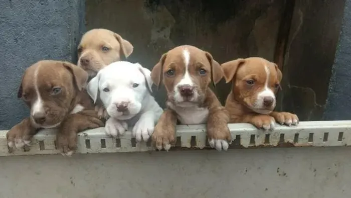 Pitbull red nose/ black/ blue, machos e fêmeas, com garantia e suporte vet!