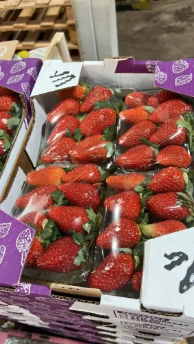 Morangos inatura frescos e congelado importados para sua cozinha