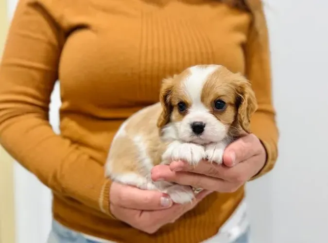 Cavalier King Charles Spaniel macho - vacinado e microchipado