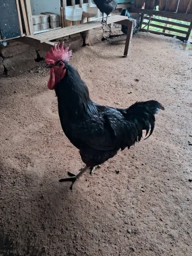 Gigante negro de Jersey 