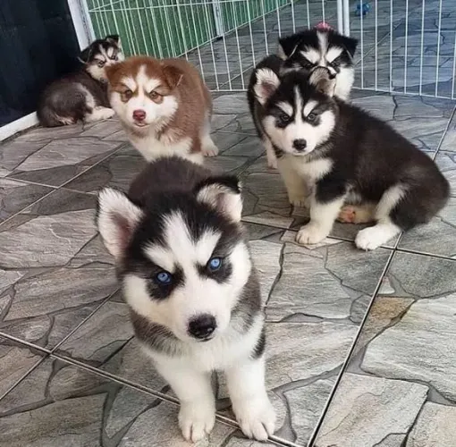 Filhotes Husky Siberiano, Uma amizade verdadeira começa com um filhotinho!