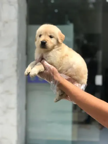Golden Retriever - Macho dourado- Cães de alta linhagem, adquira de loja física - Venâncio