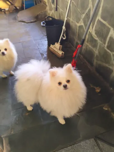 Spitz Alemão  9. Meses