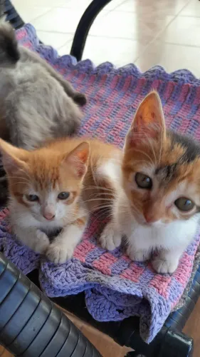 Doa se gatinhos