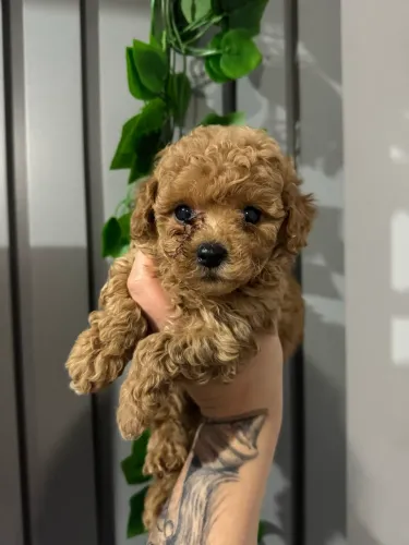 Poodle Toy Top de Linha - Reserve Já