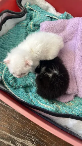Doação de gatinhos