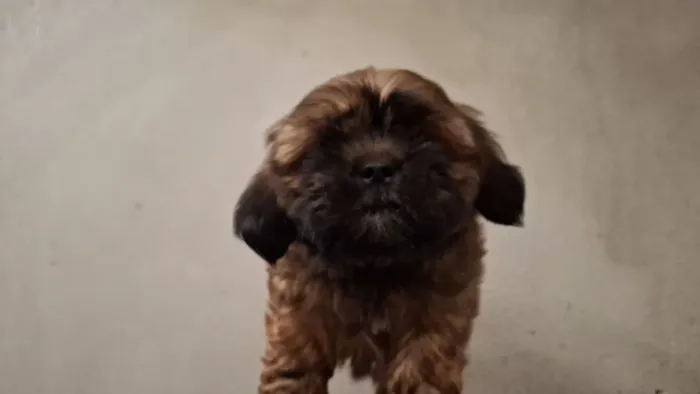 Filhote de Shih Tzu - Macho, Marrom