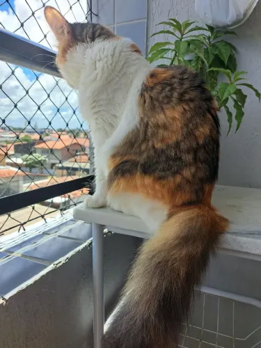 Gatinha pra Adoção Responsável.