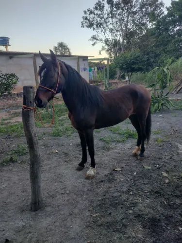 Cavalo manga larga a venda