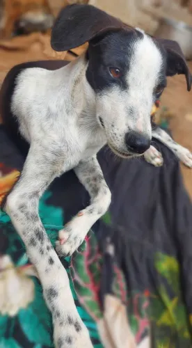 Cachorro para doação