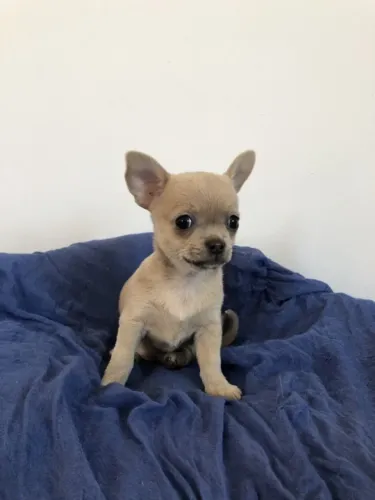 Chihuahua Marca Presença Com Seu Charme