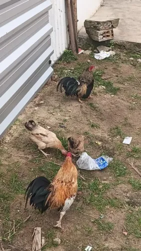 Galo e galinha Garnizé
