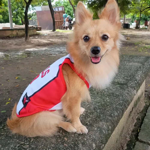 Procura-se namorada pro meu cachorro Spitz Alemão