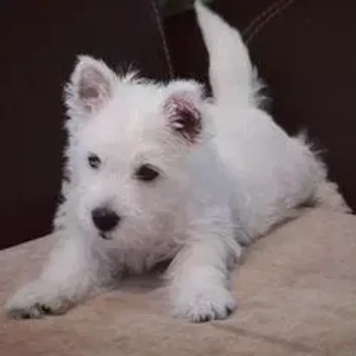 West Terrier Filhotes Com Qualidade