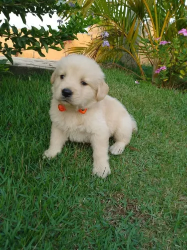 Golden Retriever filhotes bem tratados