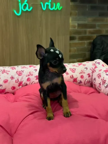 pinscher