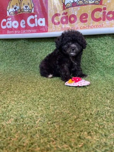 Poodle microtoy fêmea linda filhotinha 