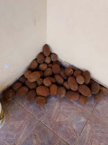 Fruta