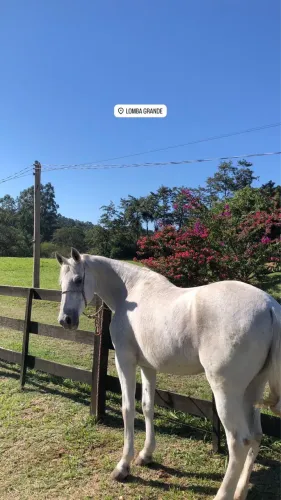 Venda de cavalo manga larga