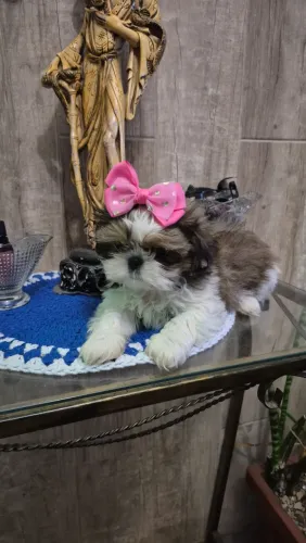 Cachorro
