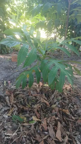 Muda de fruta pão