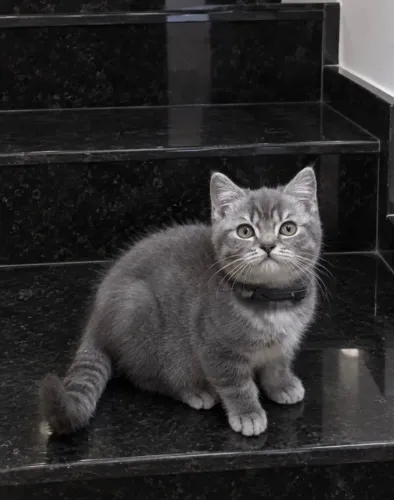 Gato British 3 meses, macho com pedigree! 