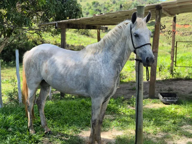 Cavalo