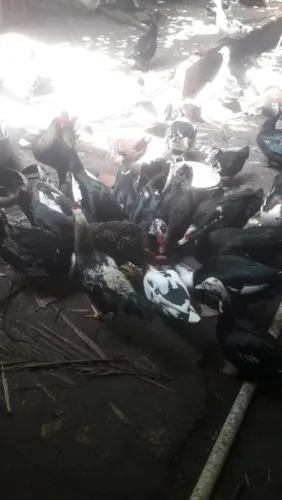 Vende-se patos