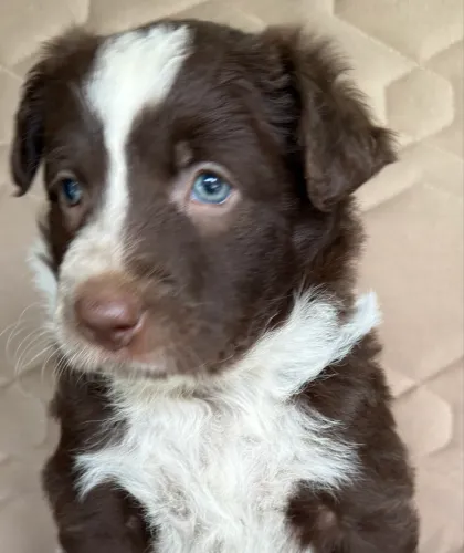 Fêmea de Border Collie chocolate com branco
