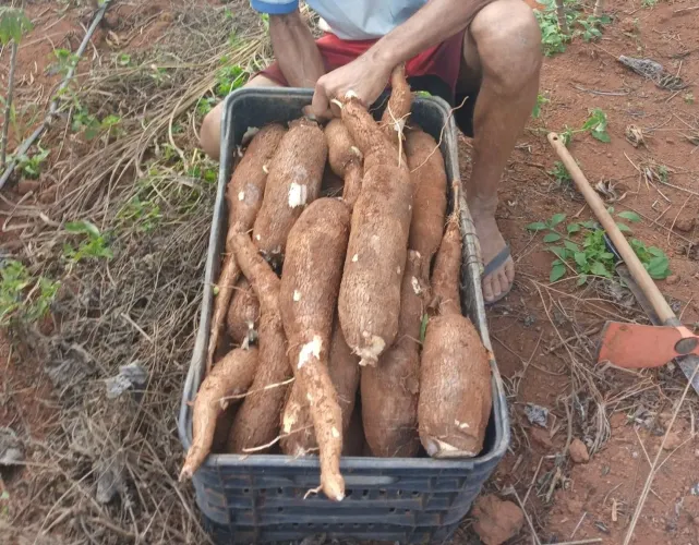 Mandioca amarelinha de mesa
