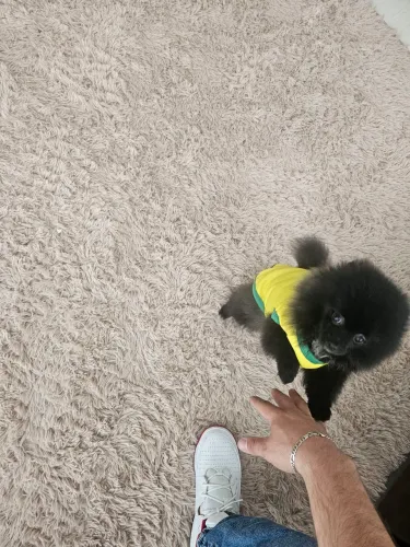 LULU DA POMERANEA RARO 