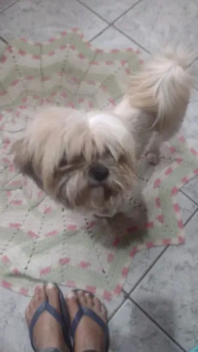Shih tzu femea
