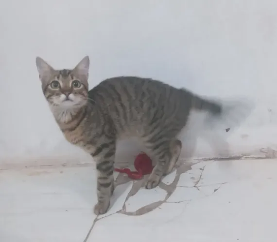 Doação de gato