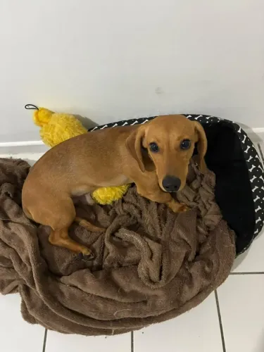 Dachshund 6 meses macho