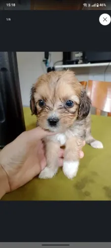 Vendo filhote de shih tzu.