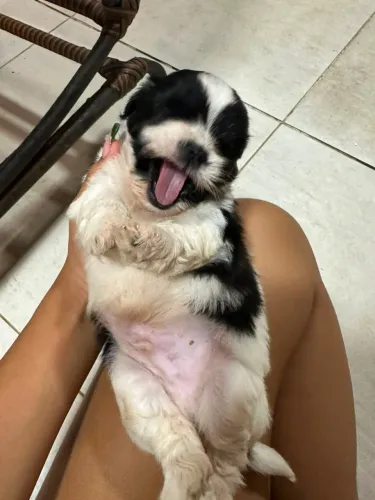 Cachorrinho Shitzu 