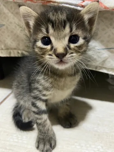 Doa-se gato filhote 