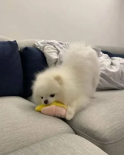 Spitz alemão Uma opção de destaque para sua busca