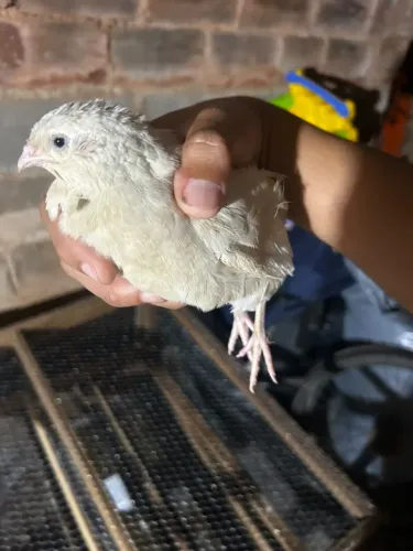 Vendo 3 Codornas Gigantes de 55 Dias - Fêmea de Alta Postura + 2 Machos (Lote Promo)