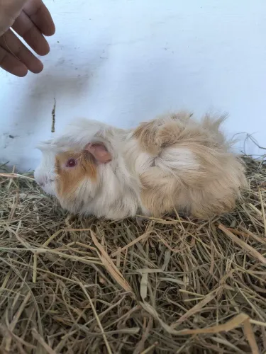 Porquinhos da índia peruanos 