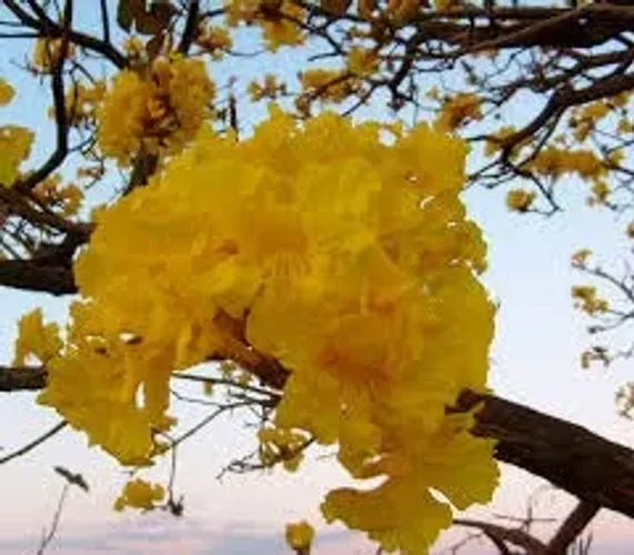 Vendo Mudas de Ypê Amarelo - Guarulhos