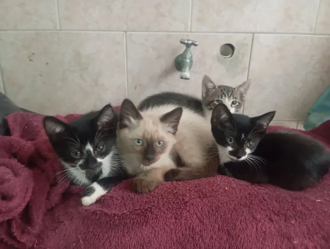 Gatinhos pra doação