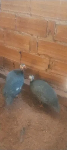 Vendo casal Angola 