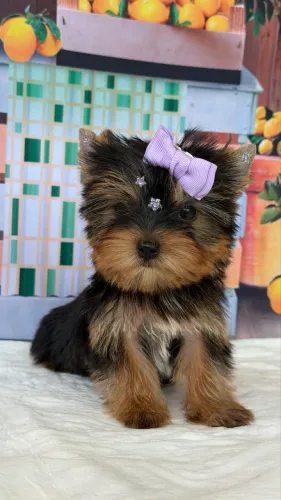 Yorkshire fêmea 3 meses