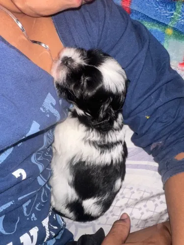 Vende-se Shitzu macho