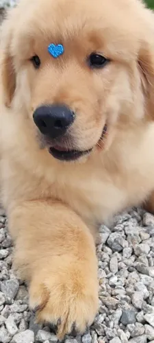 Fofuras de Golden Retriever liberados para entrega