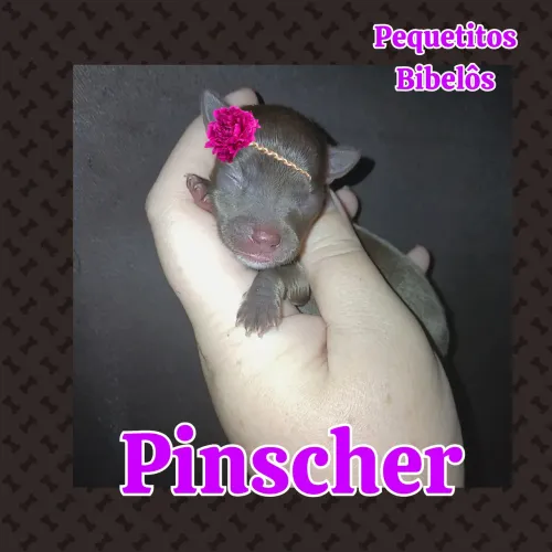 Pinscher fêmea bibelozinha chocolate 