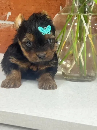 Filhote de Yorkshire